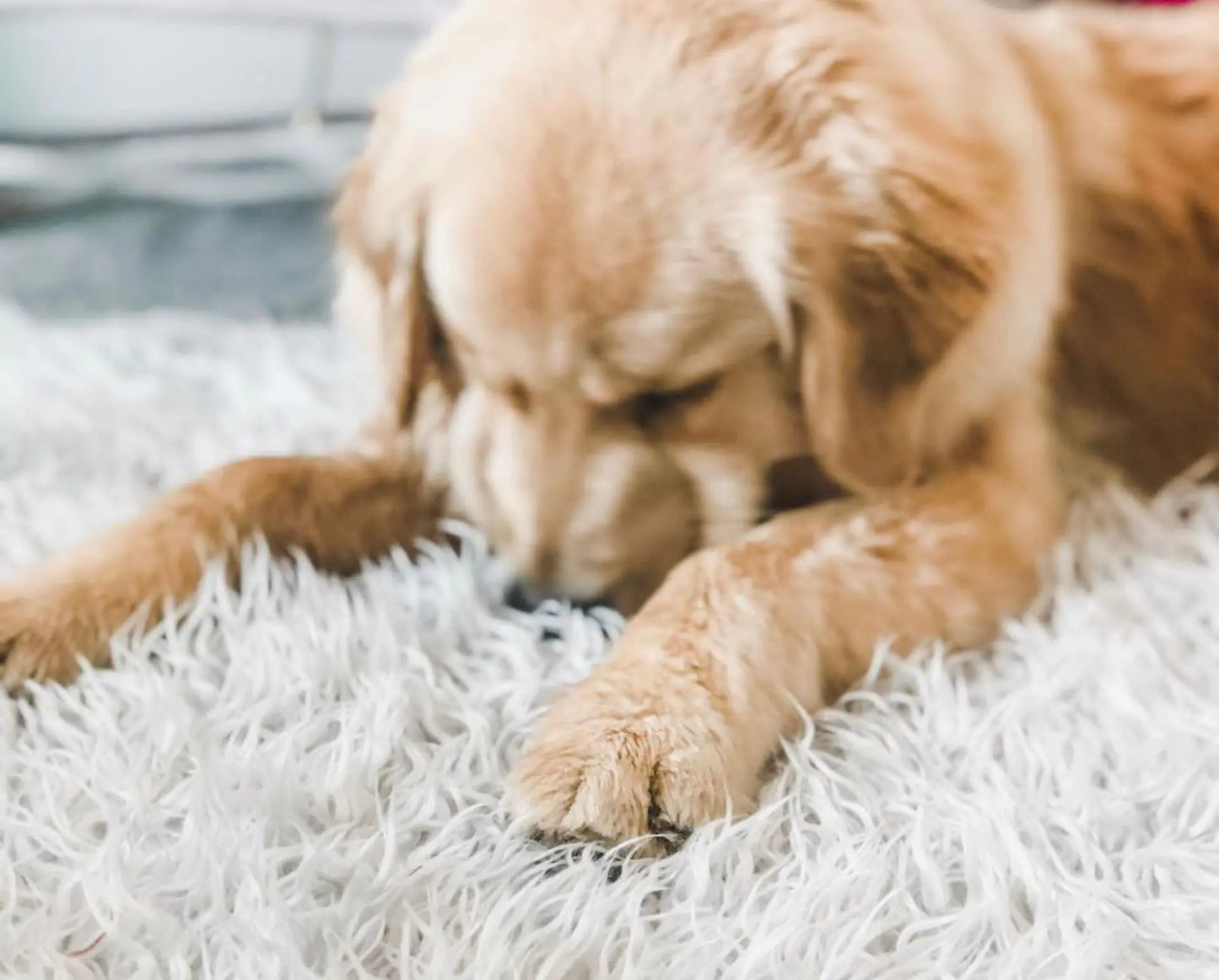 Faux Fur Orthopedic Dog Bed – Soft, Supportive, and Stylish for All Breeds