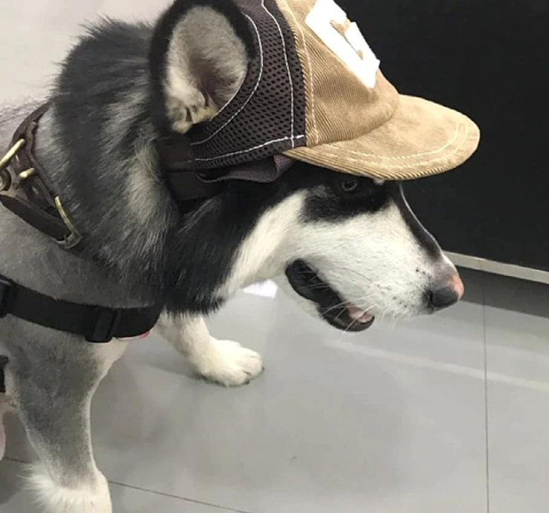 Pet Hat Sports Sunscreen Dog – Breathable Sun Hat with Adjustable Fit for Small to Large Dogs (S–L)
