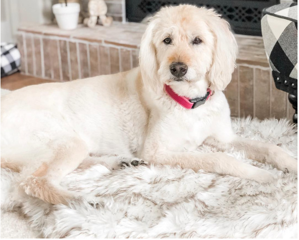 Faux Fur Orthopedic Dog Bed – Soft, Supportive, and Stylish for All Breeds