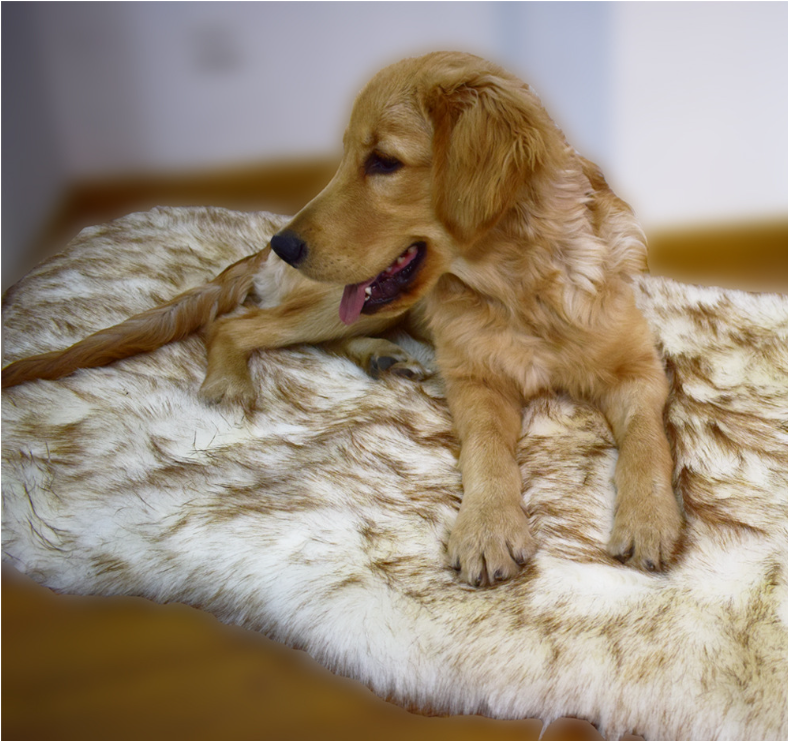 Faux Fur Orthopedic Dog Bed – Soft, Supportive, and Stylish for All Breeds