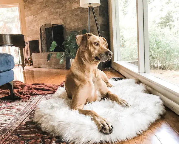 Faux Fur Orthopedic Dog Bed – Soft, Supportive, and Stylish for All Breeds