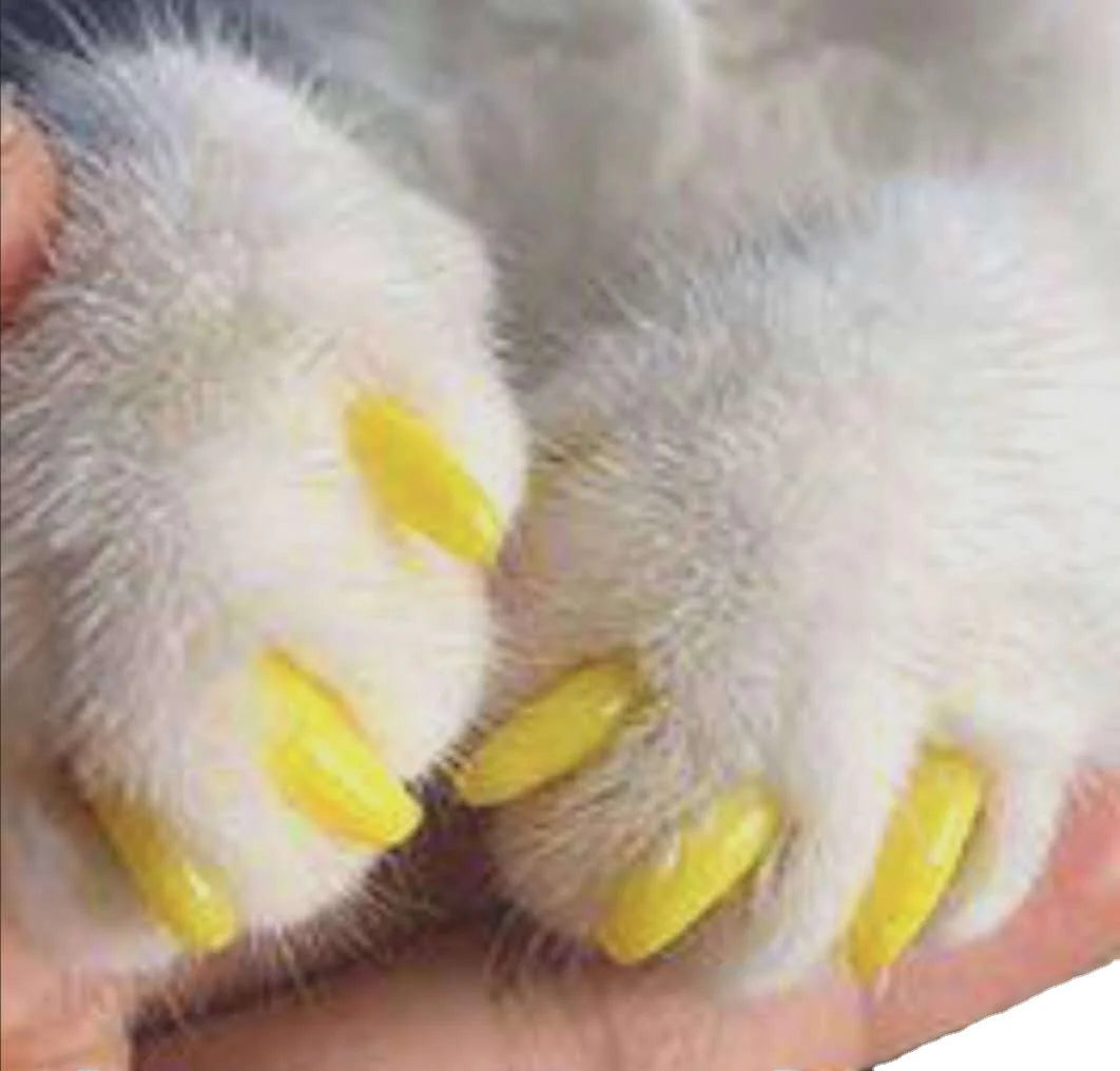 Pet Nail Covers for Dogs and Cats – Scratch Protection (Anti-Biting & Furniture Saver, 20pcs, Multi-Color, Multiple Sizes)