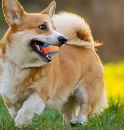 Dog Fetch Toy Ball – Inflatable Rubber Ball for Dogs and Cats in Bright Orange