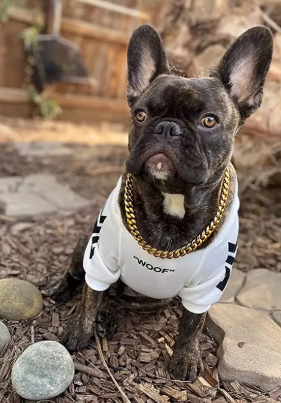 Pet Clothing, Socks & Accessories
