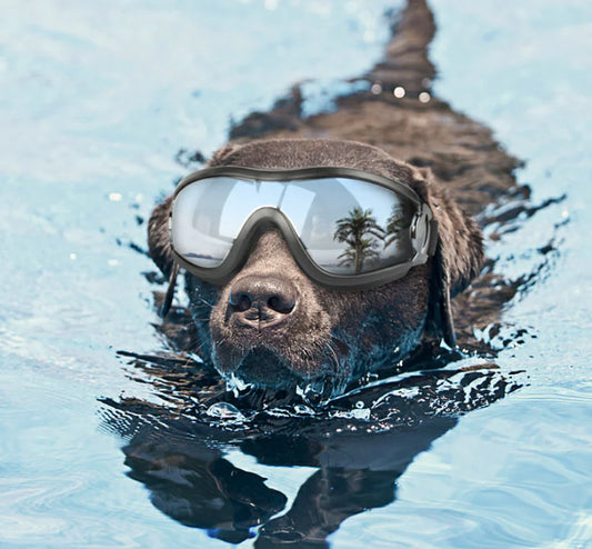 Protective Dog Goggles – UV-Resistant Windproof Pet Eyewear for Outdoor Adventures (Black, 8.5" Wide)